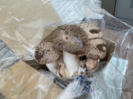 画像:エリンギ栽培